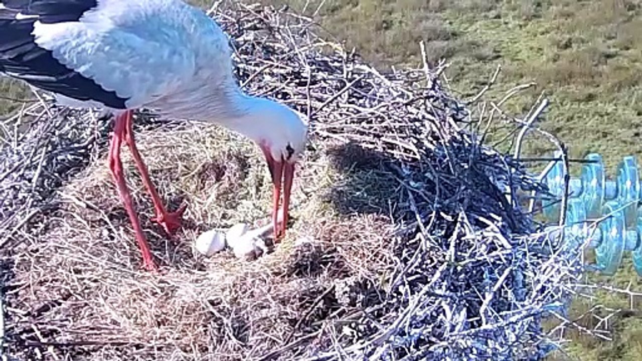 Caméra cigognes 2025 - resumé nichée nid1