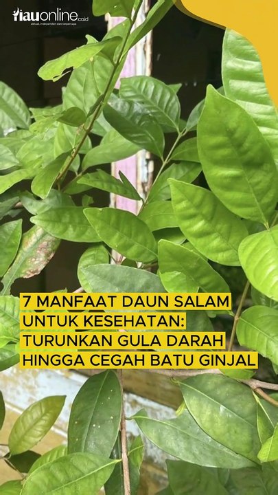 7 Manfaat Daun Salam untuk Kesehatan: Turunkan Gula Darah hingga Cegah Batu Ginjal