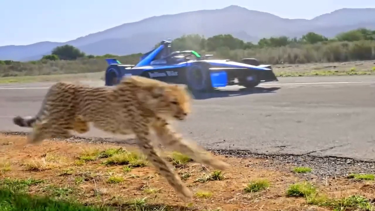 World's Fastest Car Vs Cheetah in Hindi   mrbeast hindi   Mr Beast Hindi   Mrbeast in Hindi
