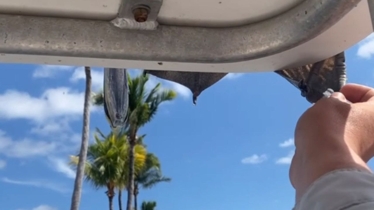 Man tickles a pelican’s foot and it flies away from the boat