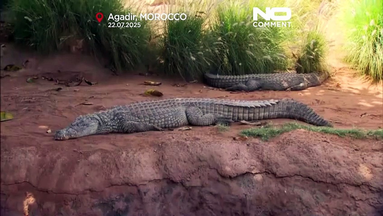 Agadir’s Crocodile Park launches Morocco’s first zipline over live reptiles
