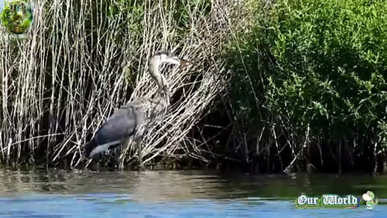 Great Blue Heron  - Graceful Waterbird 01