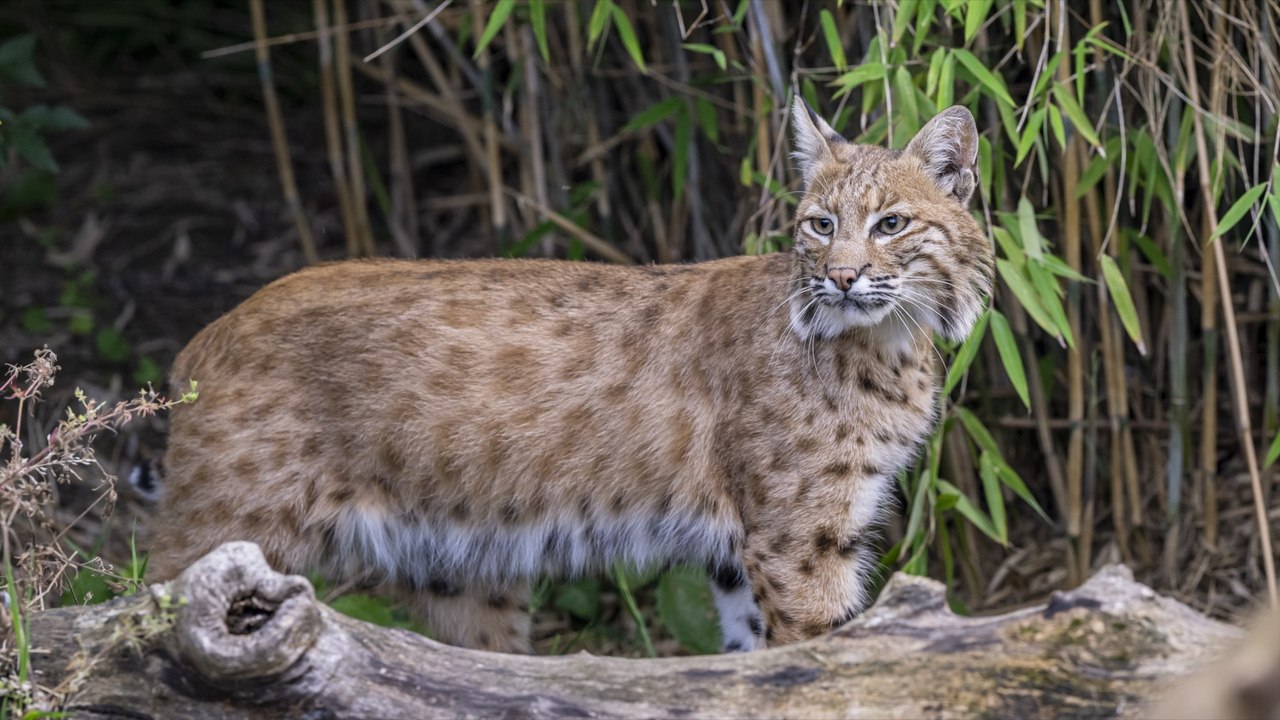 Kent animal park completes mission to save 23 big cats from euthanasia