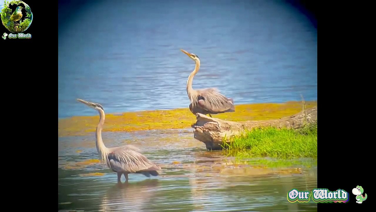 Discover the Magnificent Great Blue Heron 🐦: North America's Largest Waterbird