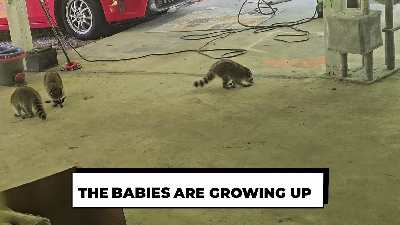 The Babies are Growing Up