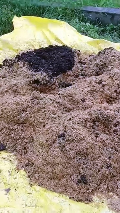 Mashroom ki kheti and compost meking