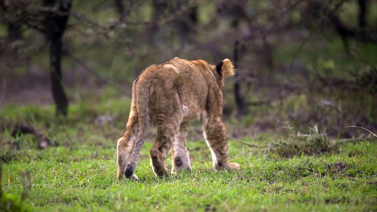 lion cubs in kenyan shrubland