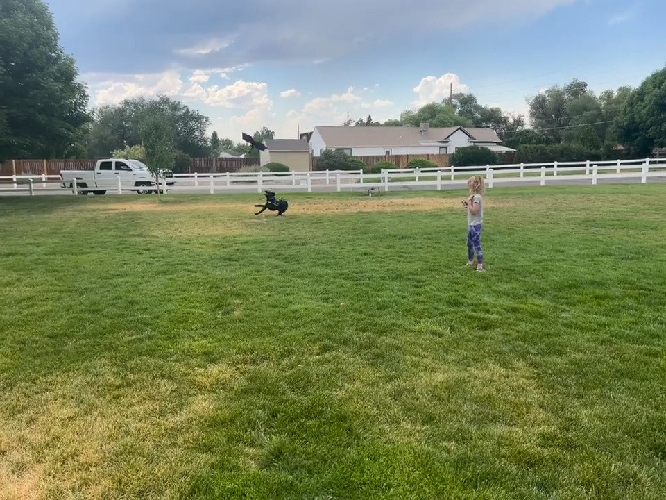 Watch This Playful Service Dog Chase a Remote-Control Flying Toy 🐶