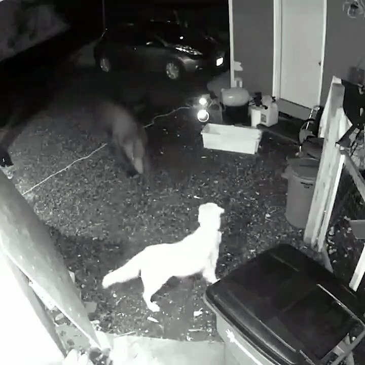 Unbelievable Dog Moments You Have to See! 🐶