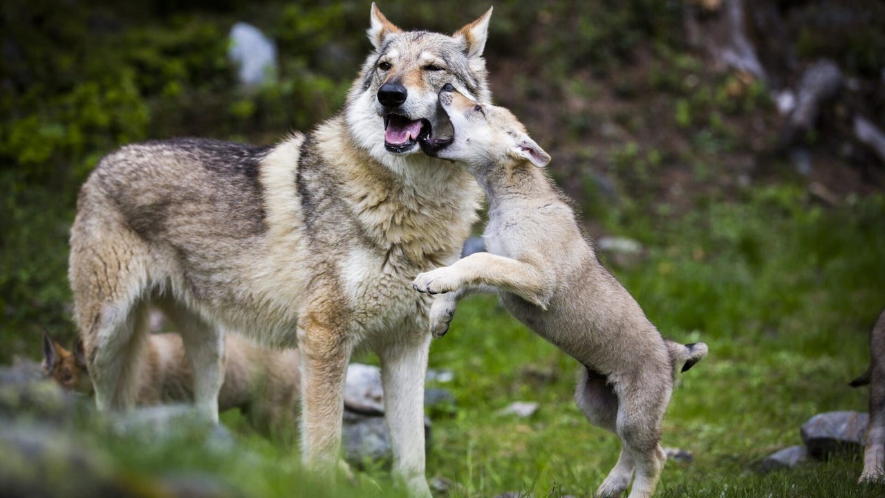 Le plus beau pays du monde