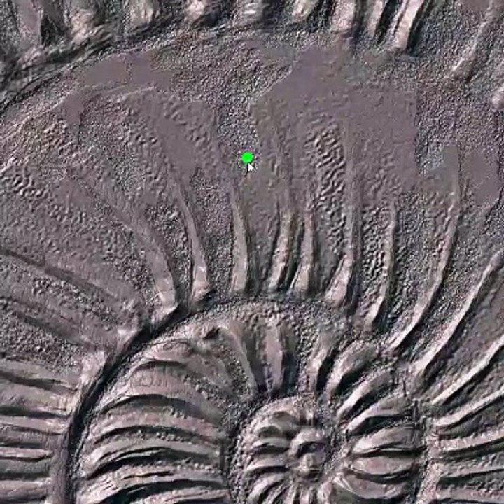 seashell drawing process