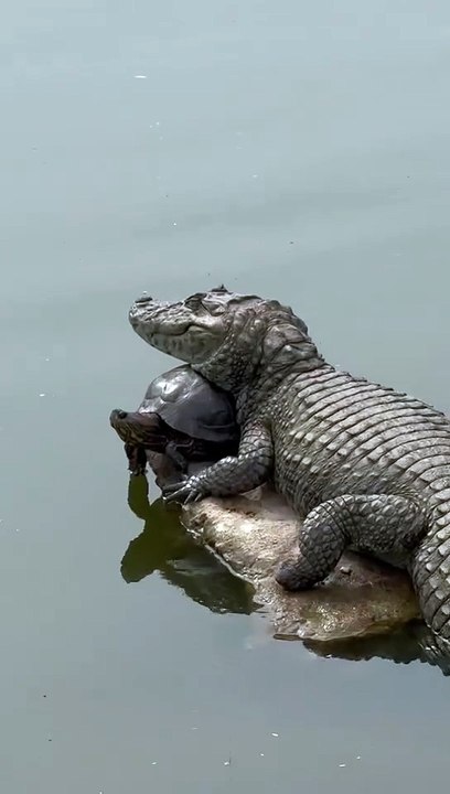 Jacaré dormindo na tartaruga