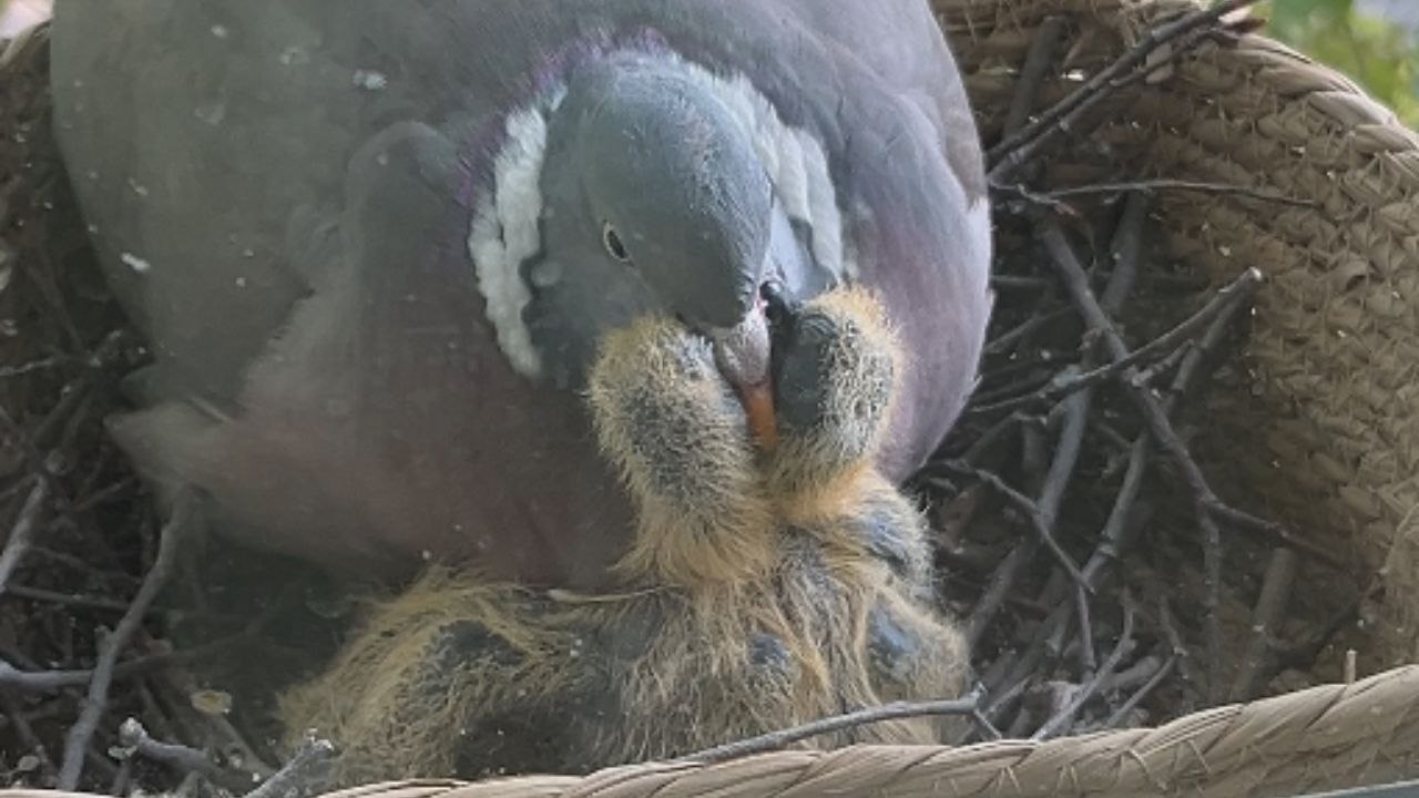 Pigeon dad feeds both his baby chicks at the same time