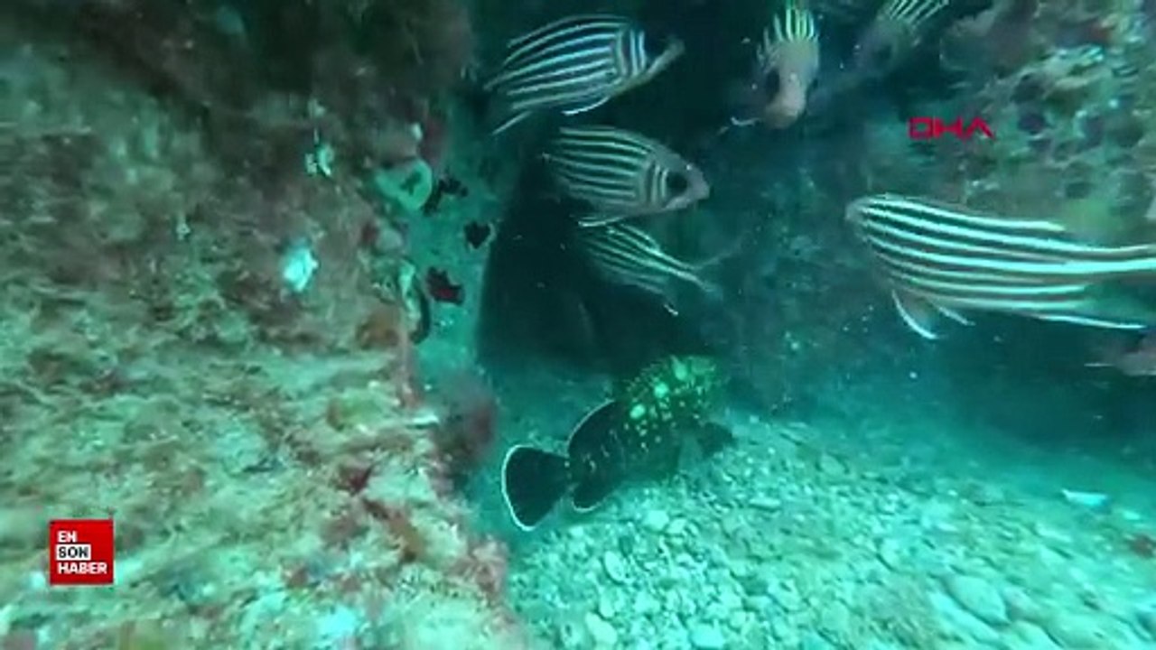 Akdeniz'de, Kızıldeniz kökenli balık sayısı 72'ye ulaştı