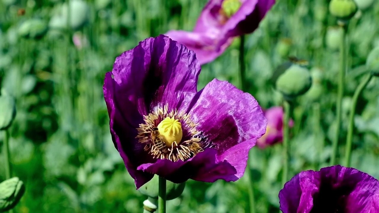 Tololoche – Abejita Chiquitita 🐝 | Corrido Bélico Alegre que Pone a Bailar y Brindar 🍻🔥