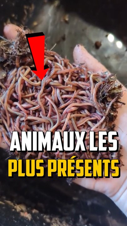 LES ANIMAUX LES PLUS PRÉSENTS SUR TERRE ?!