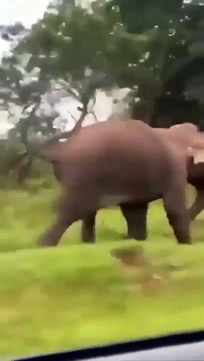 VIDEO: Turista sobrevive tras ser ‘aplastado’ por elefante cuando intentó tomarse una ‘selfie’