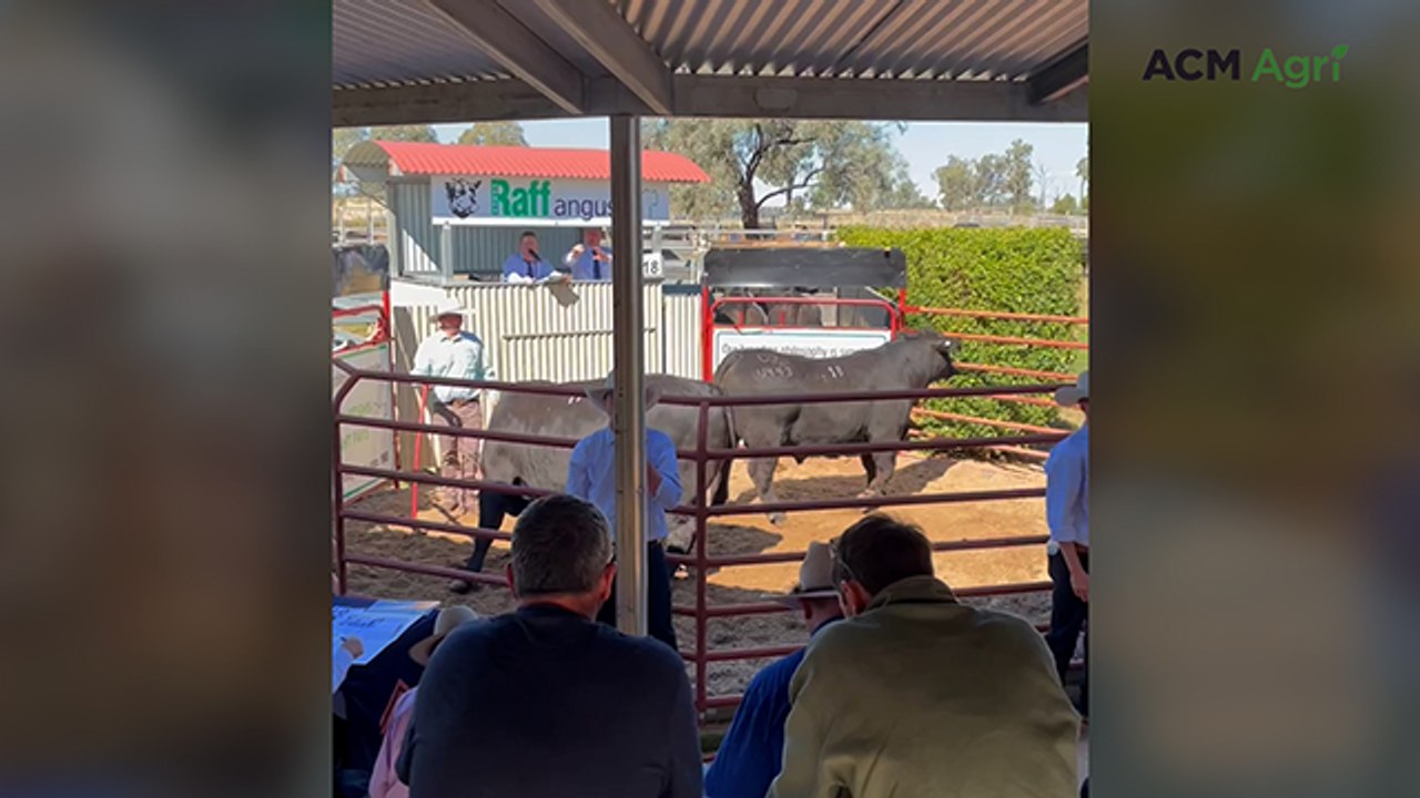 Raff Angus 'Boots on the Ground Sale' at Drillham