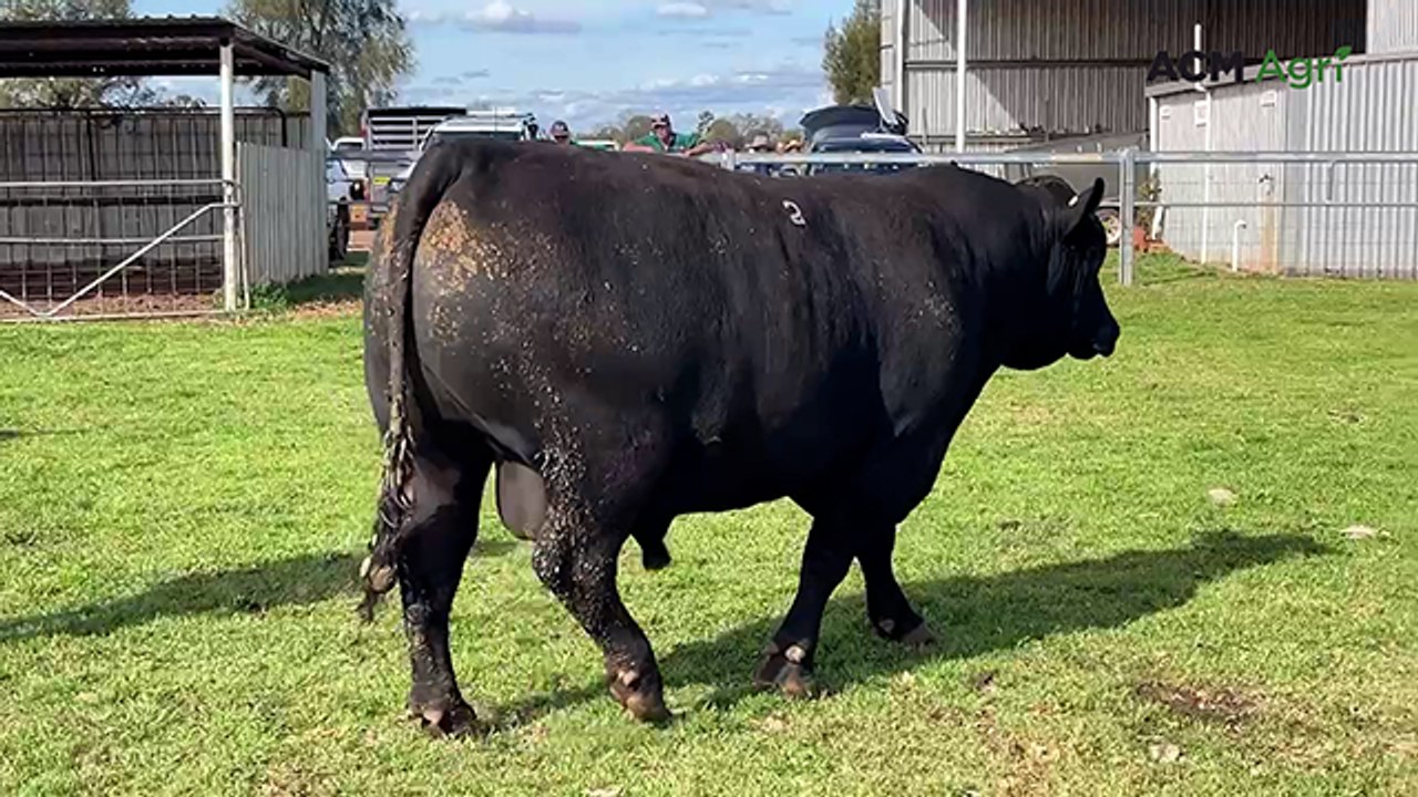 Kidman Angus sale at Dubbo - August 15, 2025