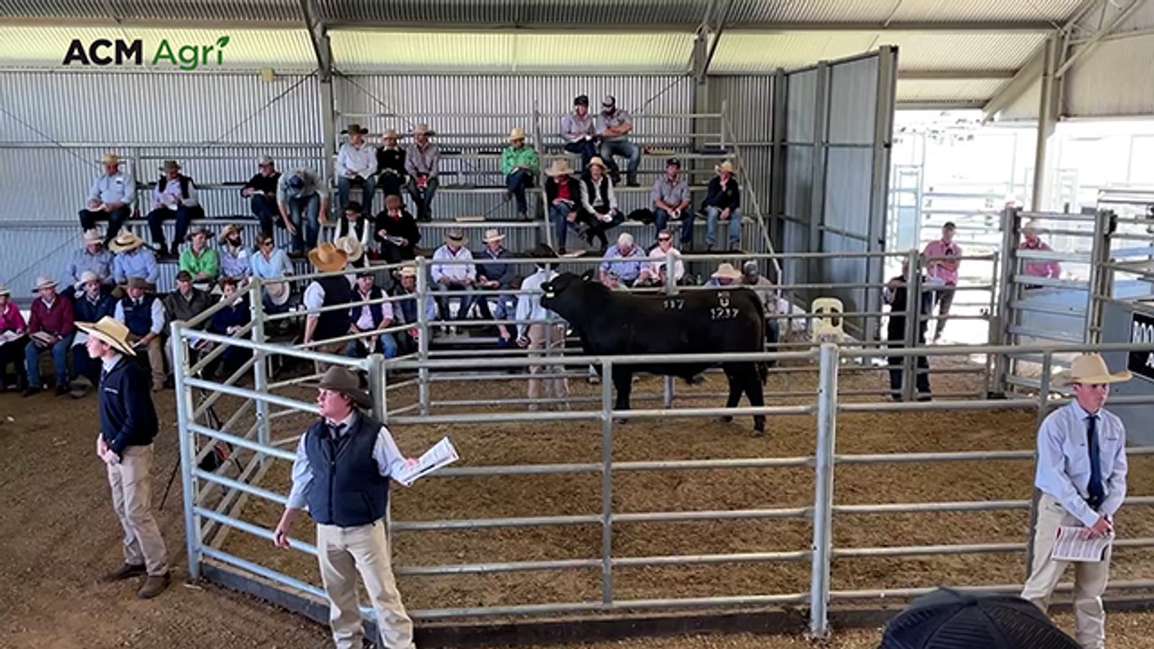 Booroomooka Angus Bull Sale - August 15, 2025