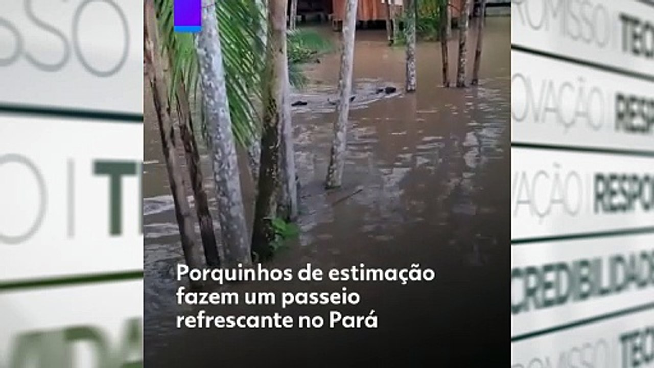 Passeio dos porquinhos