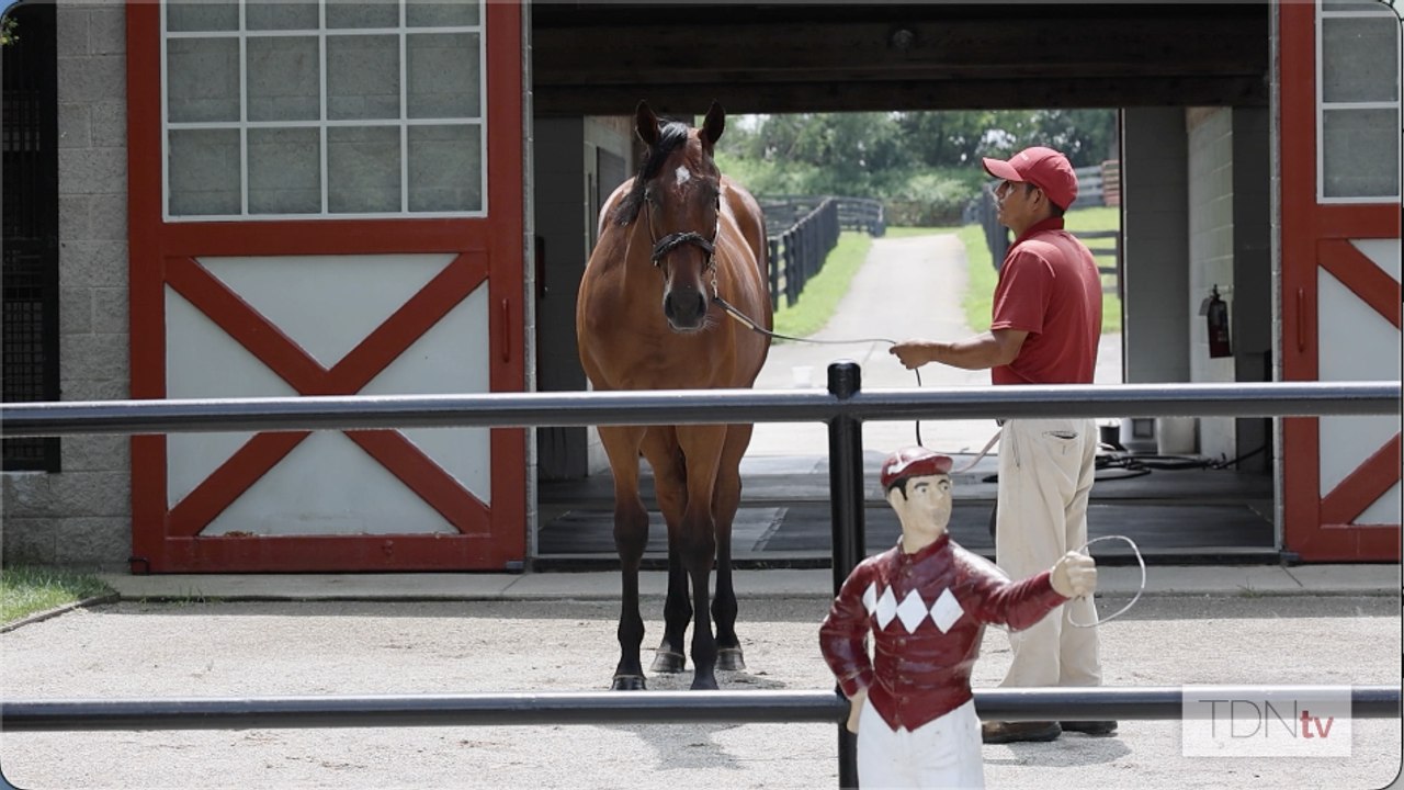 Origin Stories: Raising Good Horses with DJ Stable