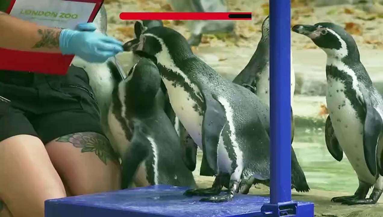 Обитатели Лондонского зоопарка встают на весы для ежегодного контроля