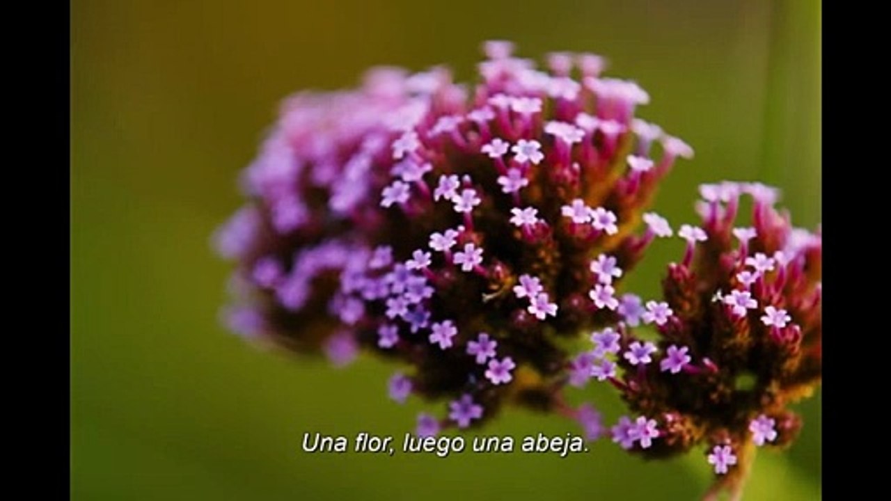 Bugonia Bugonia | movie | 2025 | Official Trailer