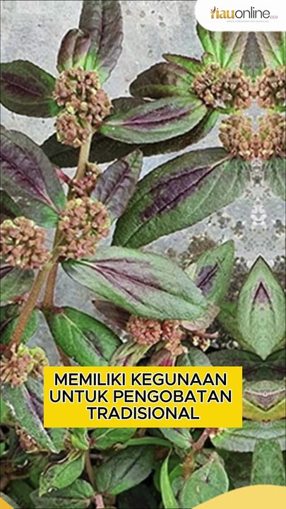 5 Manfaat Menakjubkan Air Rebusan Daun Patikan Kebo untuk Kesehatan 🌿