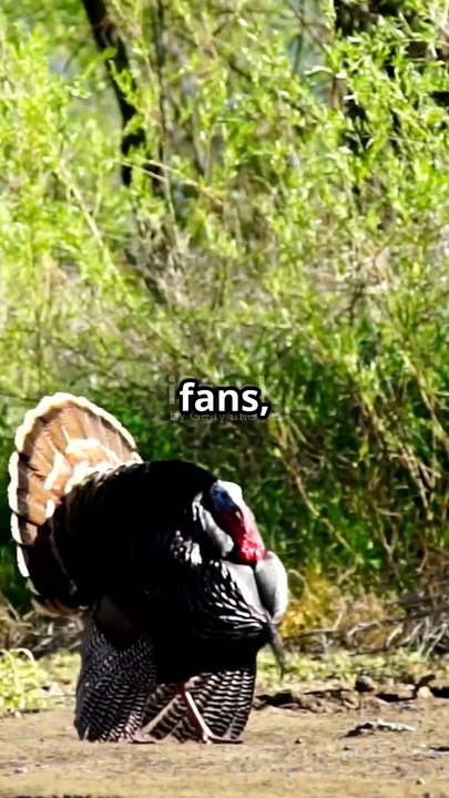The Telltale Differences Between Male & Female Turkeys 🦃 | Easy Guide