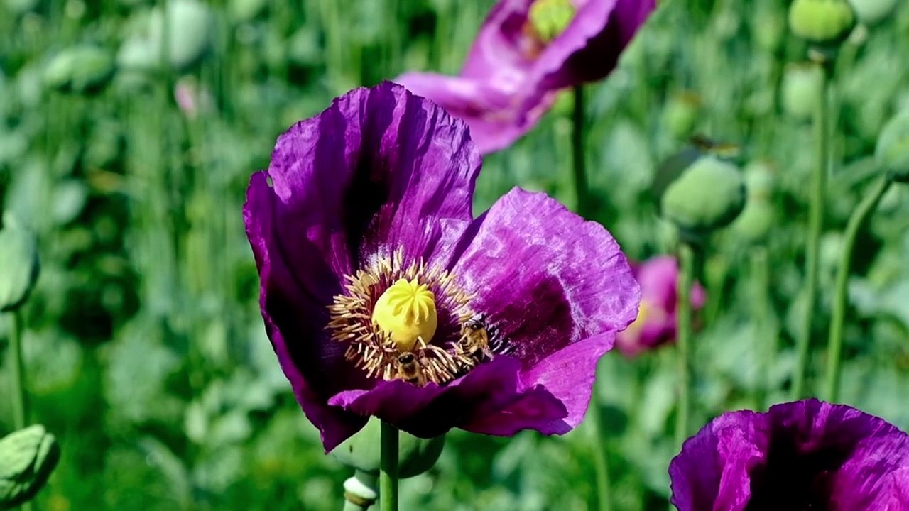 Tololoche – Valentina 💘🔥 (Corrido Bélico Romántico 2025 | Estreno Oficial)