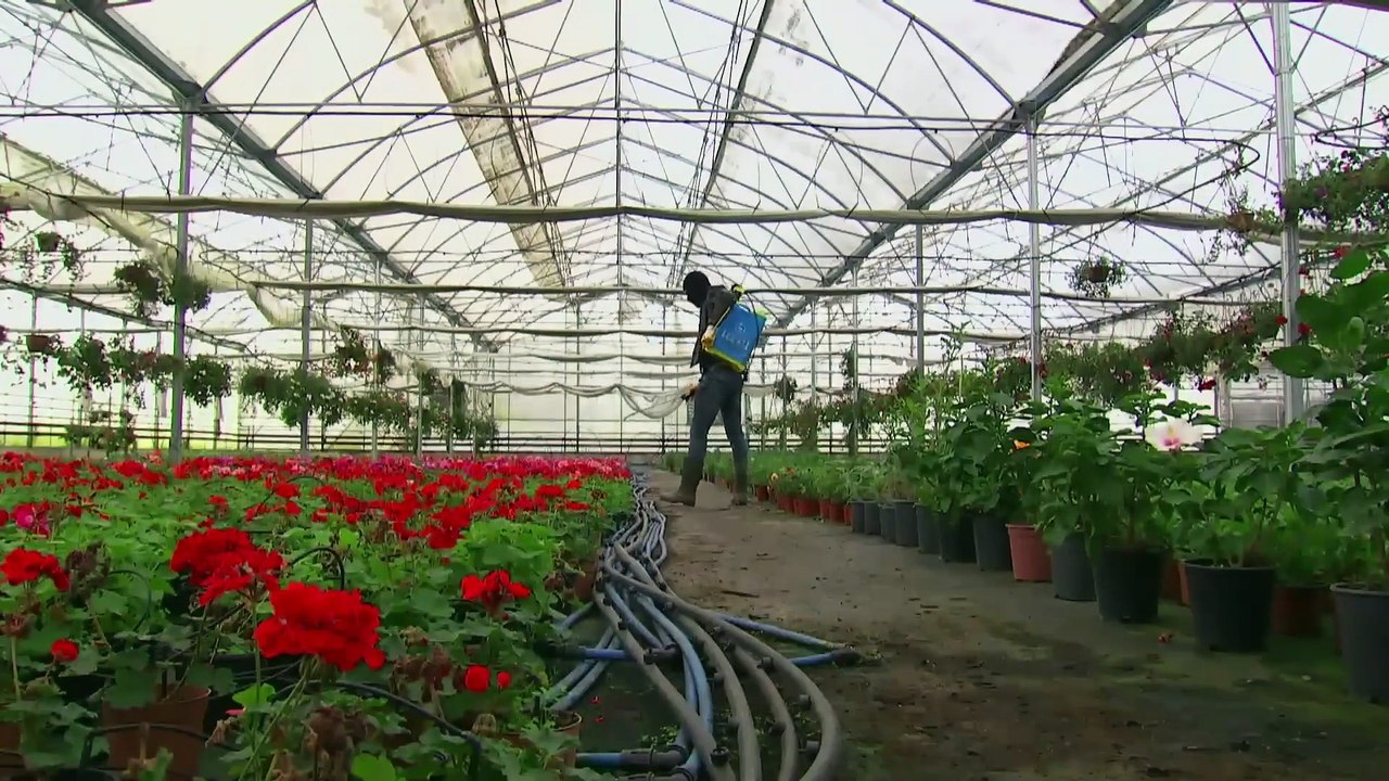 أليف الحلقة 32  دوبلاج عربي