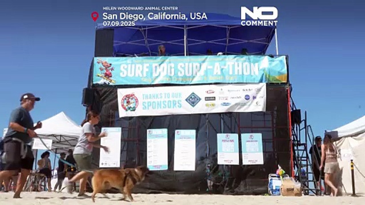 Des chiens prennent la vague lors d'un concours de surf à San Diego
