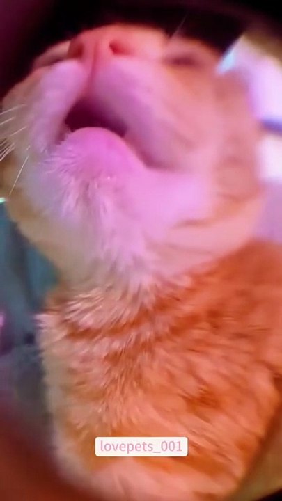 Funny cats meowing.#cat #cats #catsoftiktok #catlover #funny #funnyanimals #foryou #funnytiktok #fyp