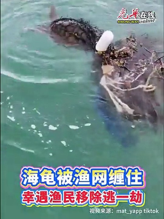渔民割网救下受困海龟，放生大海赢掌声