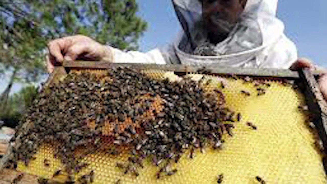 Stagione del miele in chiaroscuro: ecco come ? andata