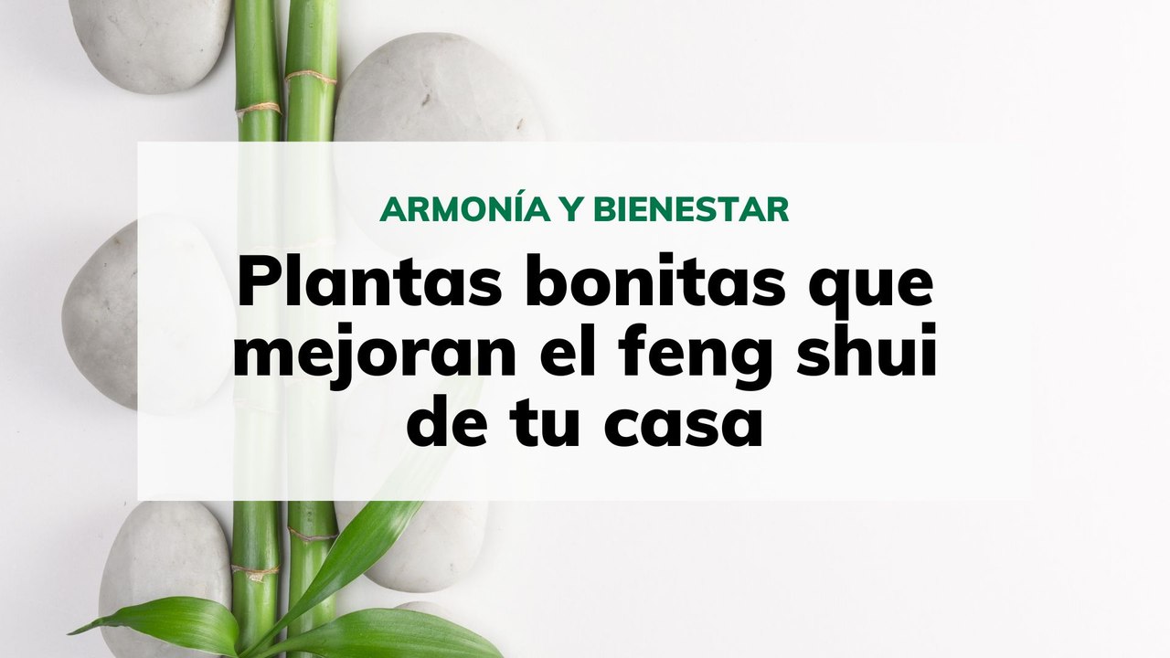 Plantas que mejoran el feng shui de tu casa