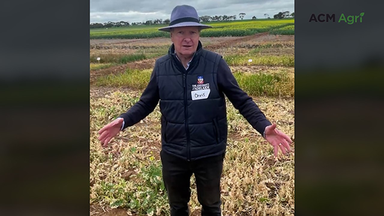 University of Adelaide expert on options for paraquat-free weed control