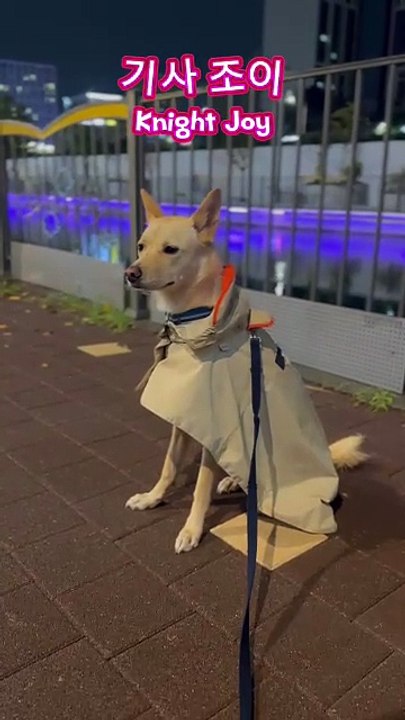#기사 #조이 #Knight #Joy