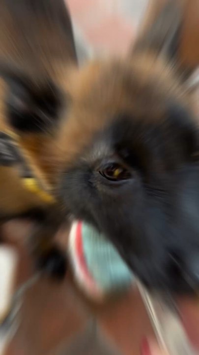 Un rythme à prendre mais c’est compliqué avec La Toun !