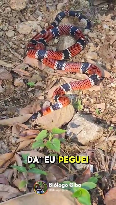 Cobra coral resgatada em Jaraguá do Sul