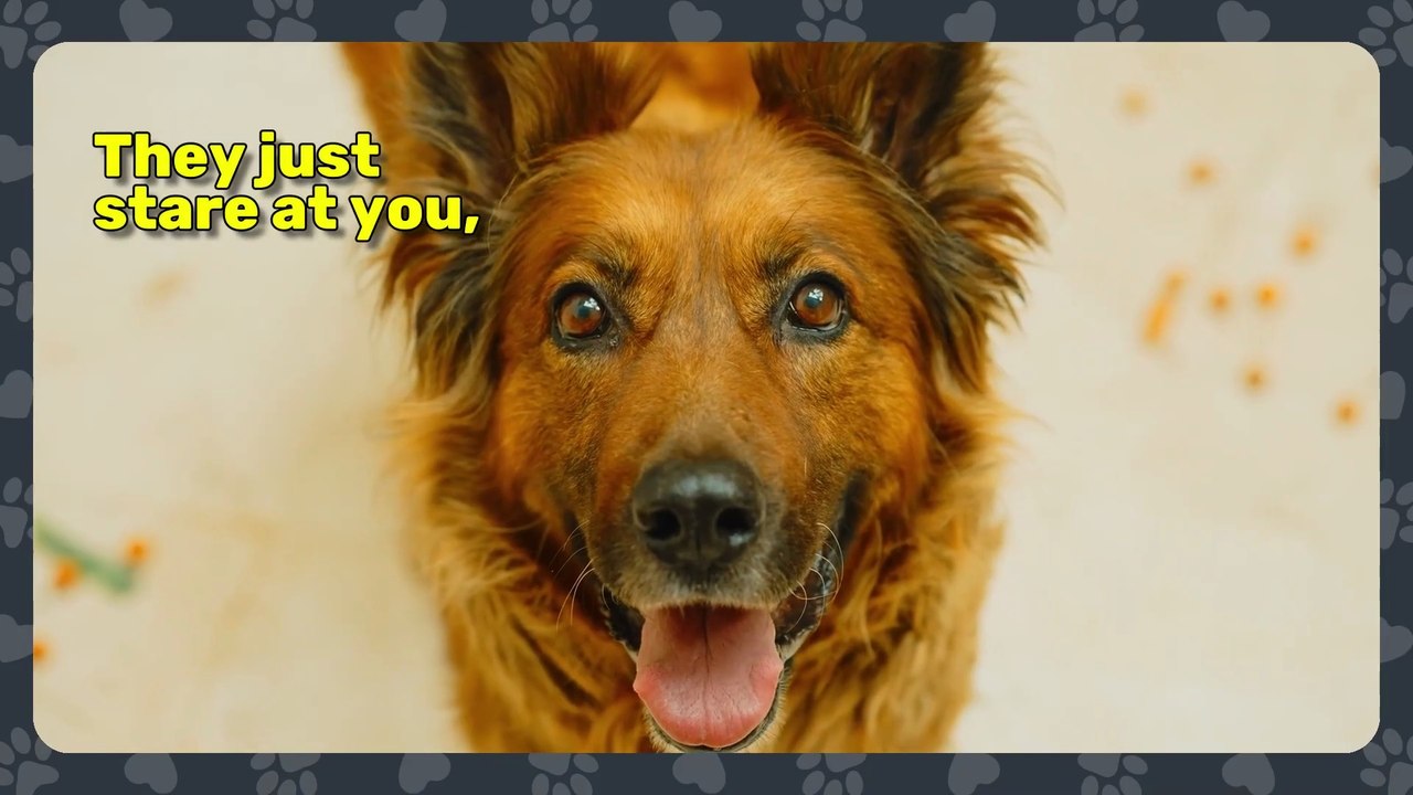 👉 10 Ways Your Dog Shows You Love (And You’re Missing Them)