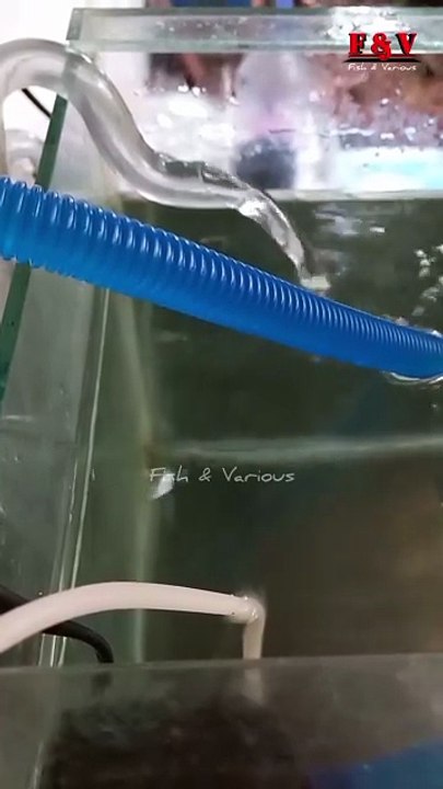 Canister filter DIY | Aquarium filter DIY