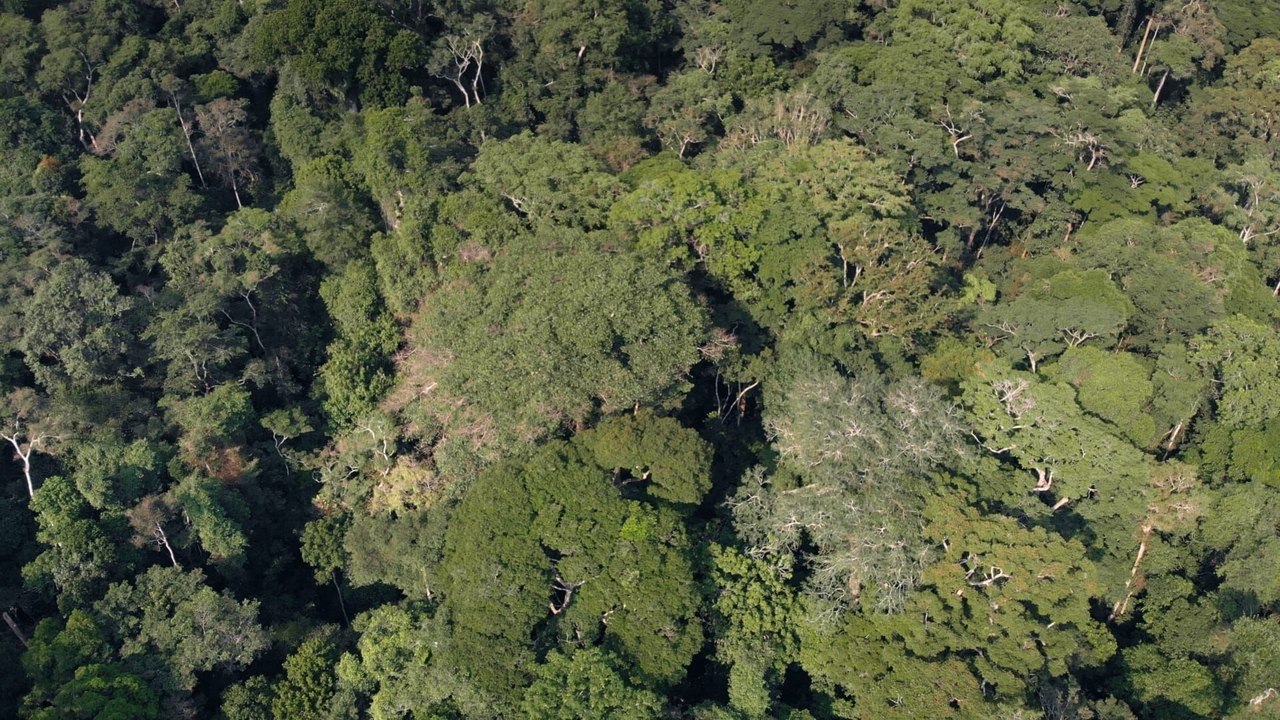 L'Arbre de l'authenticité