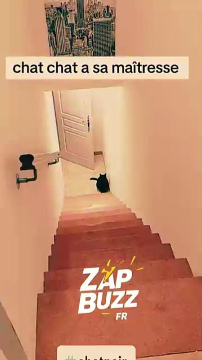 👉 Ce chat ne lâche pas sa maîtresse ❤️🐱😂