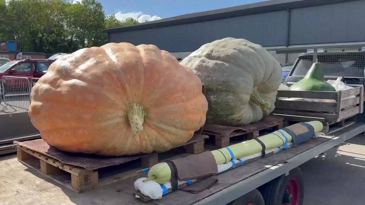 Malvern Autumn Show's giant vegetables