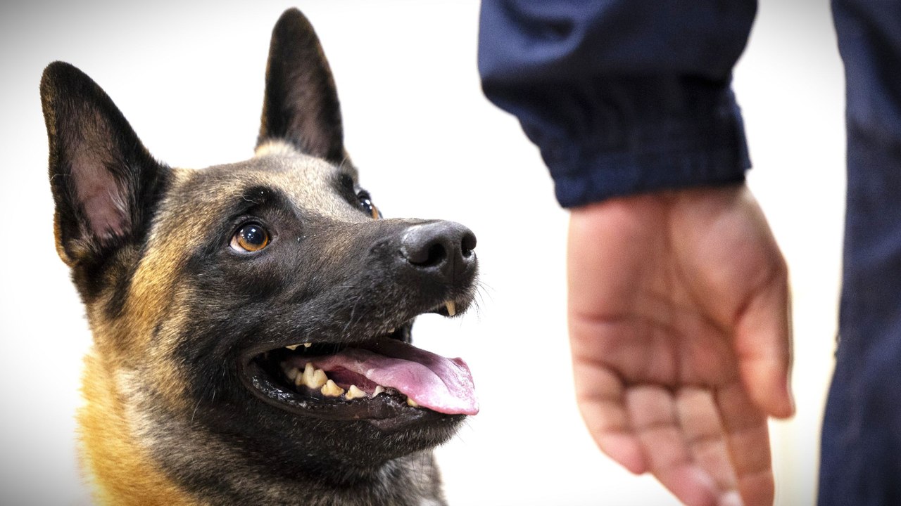 Fünf neue Datenspürhunde treten bei der Polizei ihren Dienst an