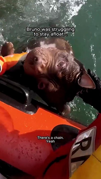 Struggling dog rescued from sea