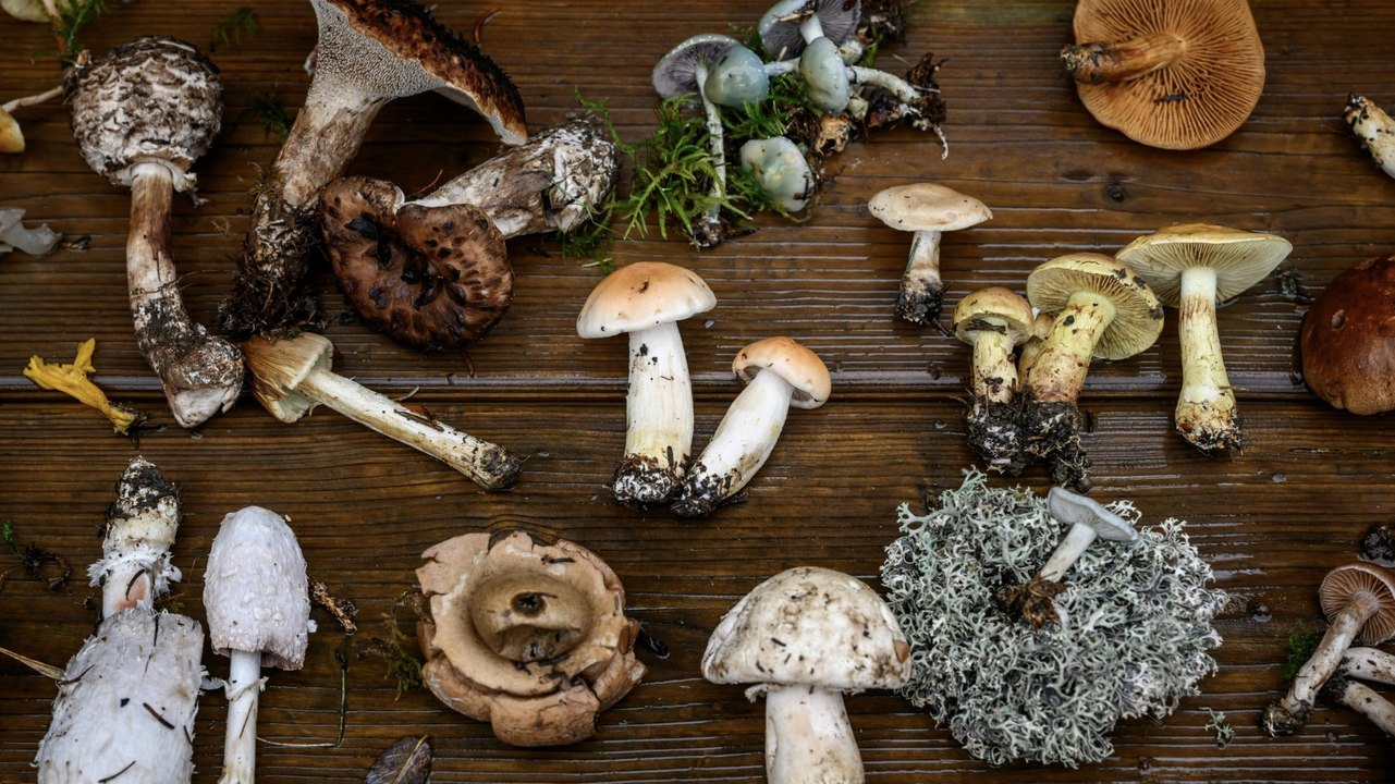 Was es beim Sammeln von Pilzen zu beachten gilt