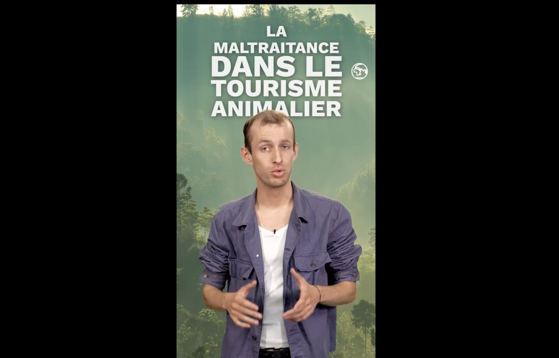 Tourisme: comment éviter la maltraitance animale ?